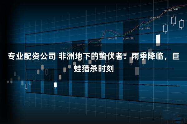 专业配资公司 非洲地下的蛰伏者：雨季降临，巨蛙猎杀时刻